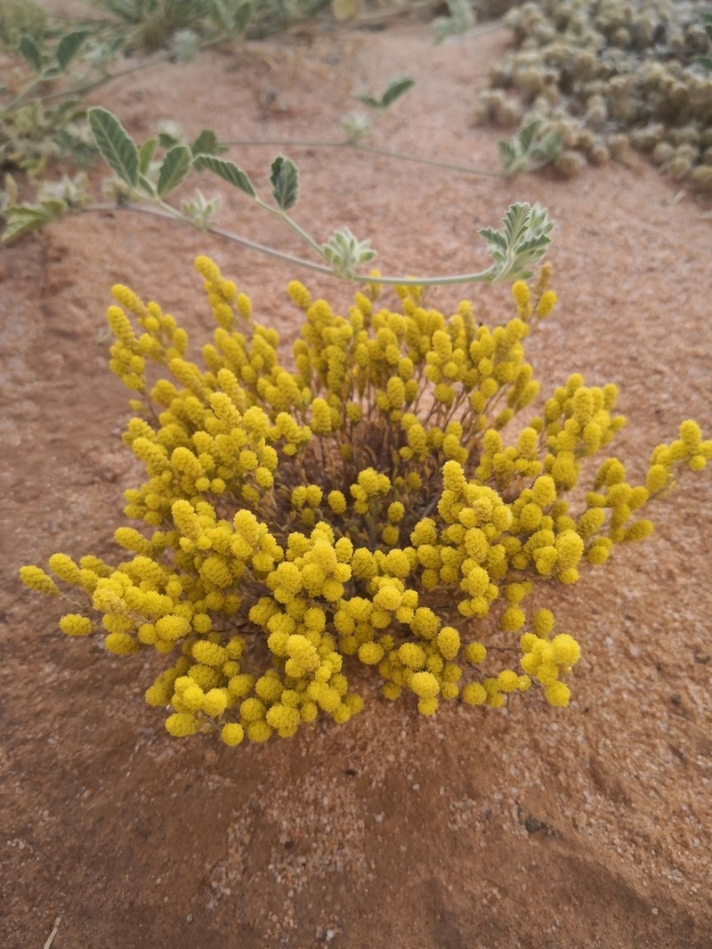 Angianthus brachypappus photo 5