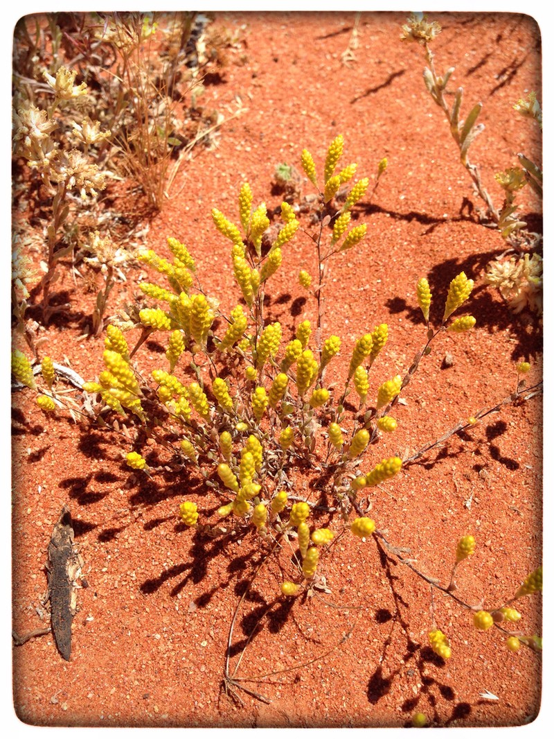 Angianthus brachypappus photo 6