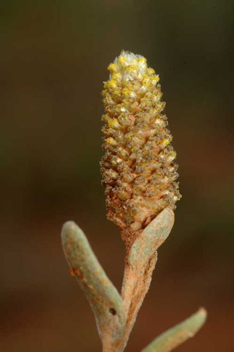 Angianthus brachypappus