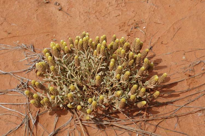 Angianthus brachypappus photo 2