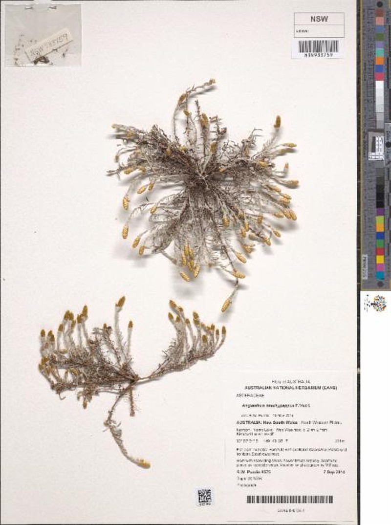 Angianthus brachypappus photo 3