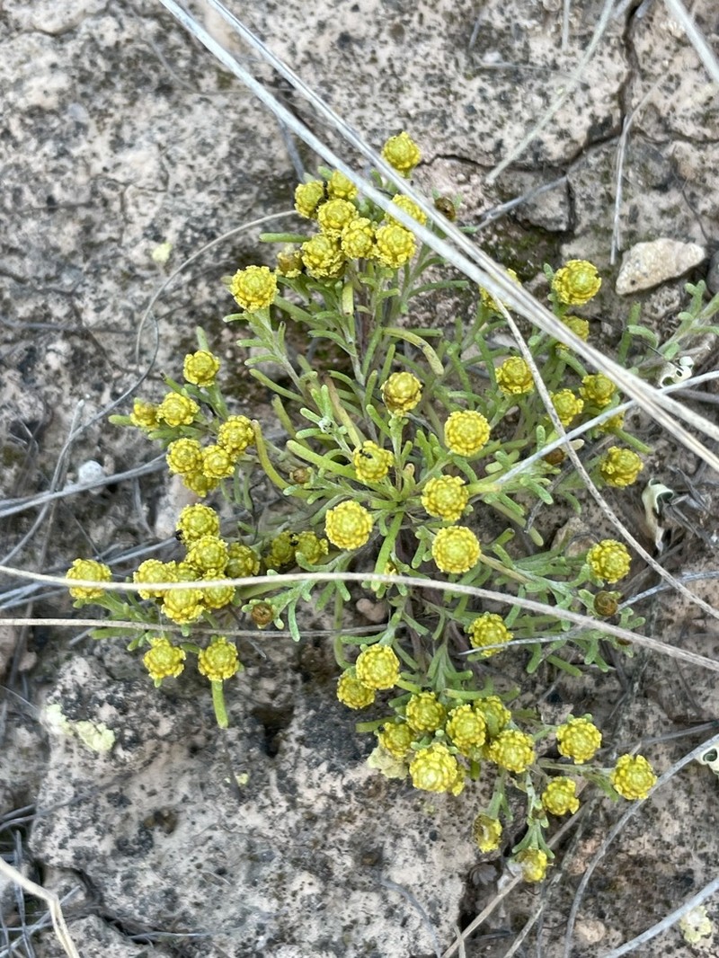 Angianthus conocephalus