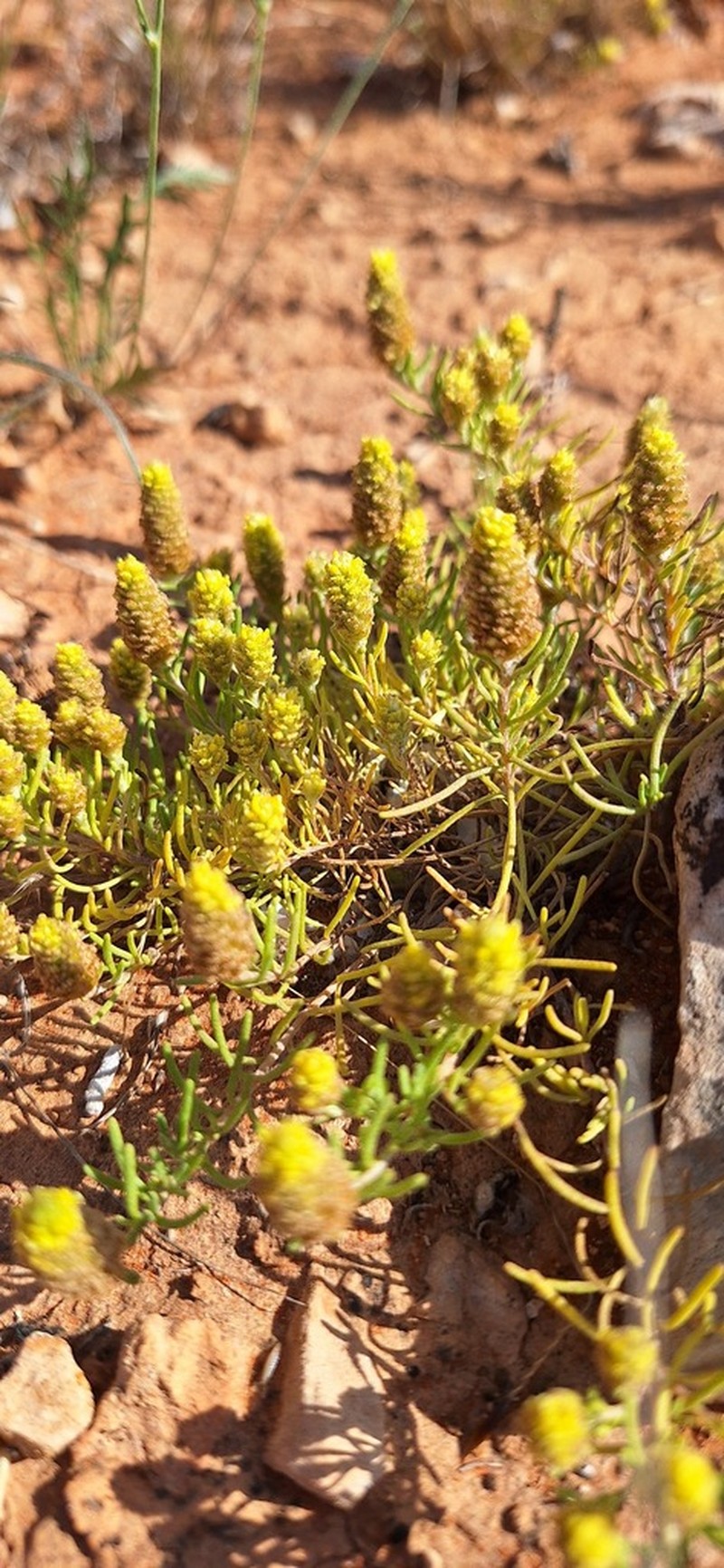 Angianthus conocephalus photo 4