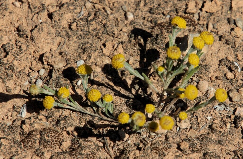 Angianthus conocephalus photo 5