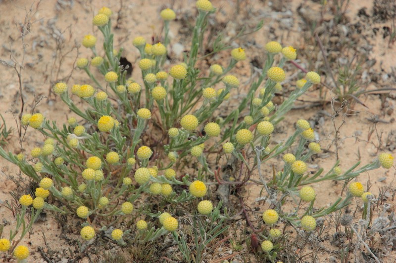 Angianthus conocephalus photo 6