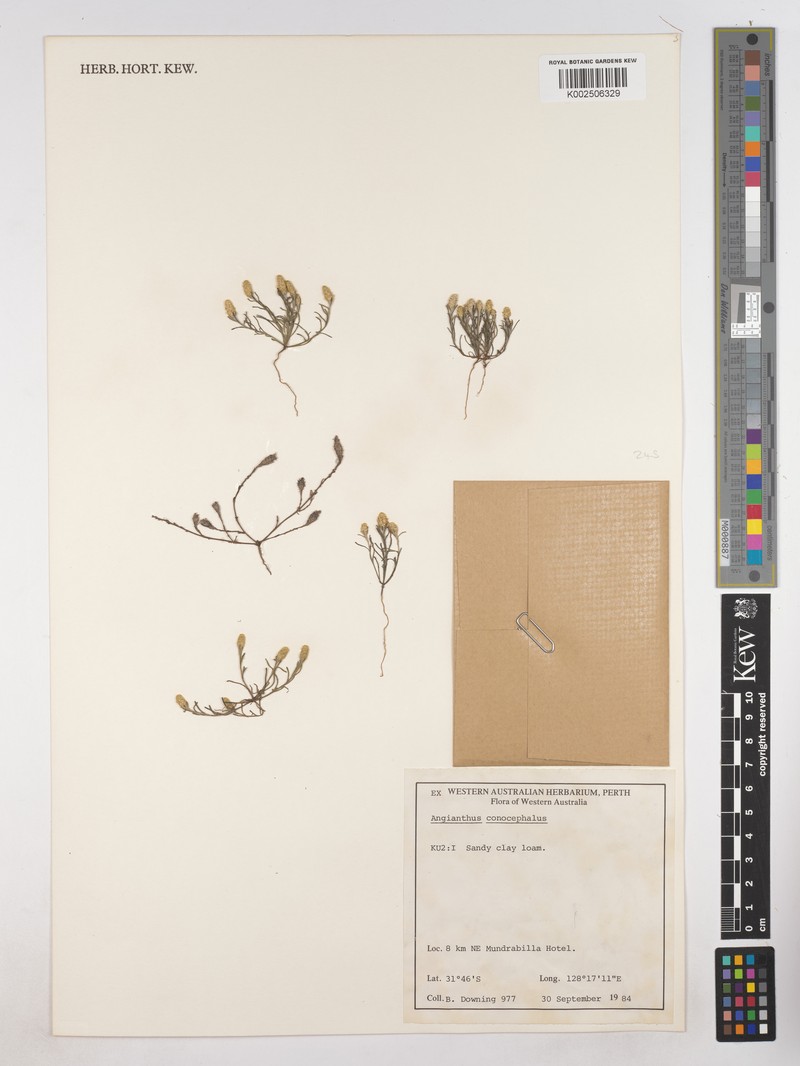 Angianthus conocephalus photo 7