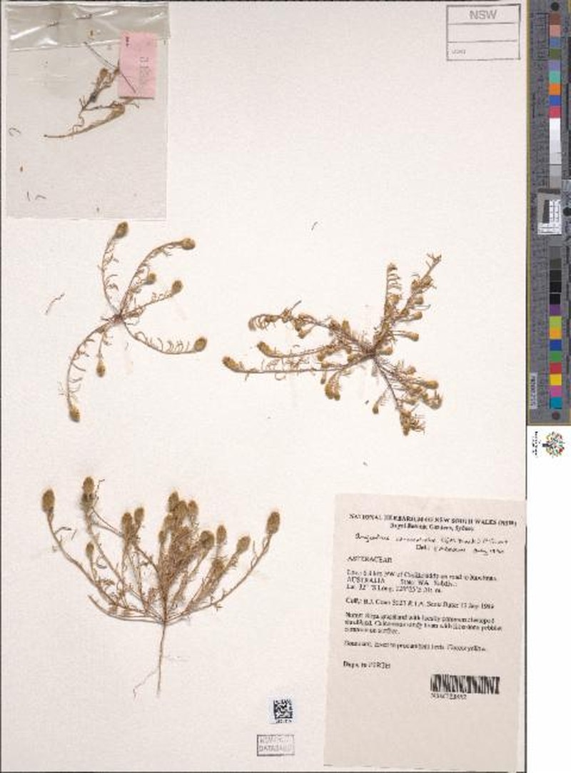 Angianthus conocephalus