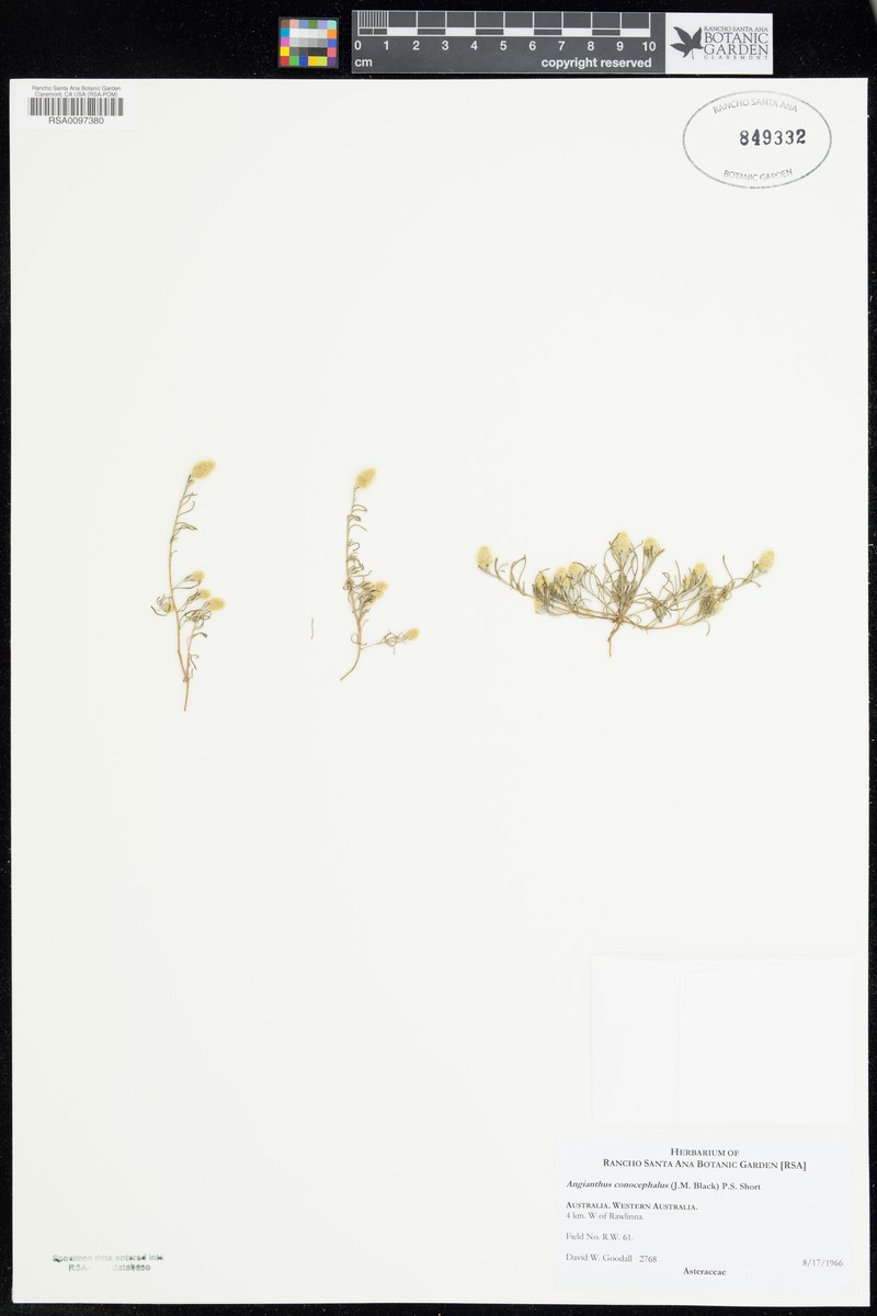 Angianthus conocephalus photo 2