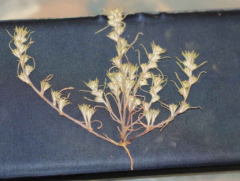 Angianthus cornutus