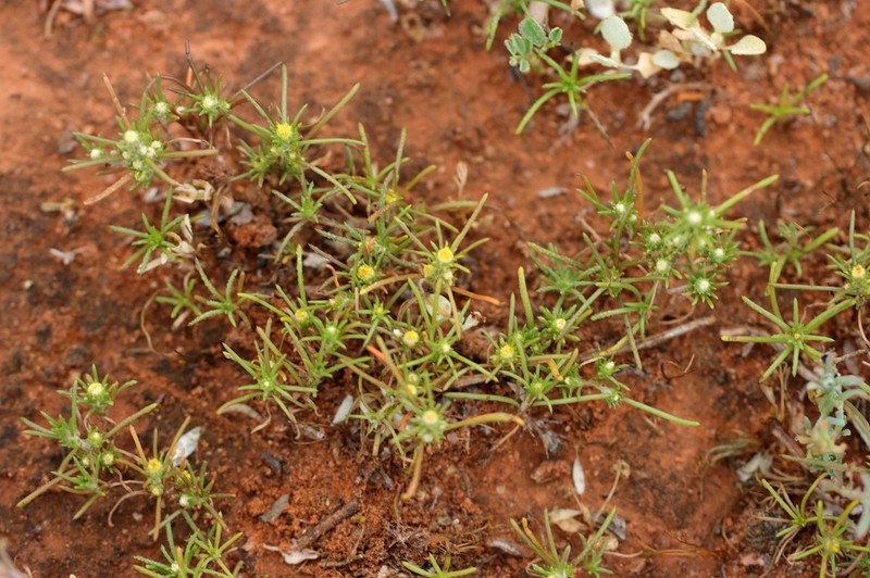 Angianthus cornutus photo 3
