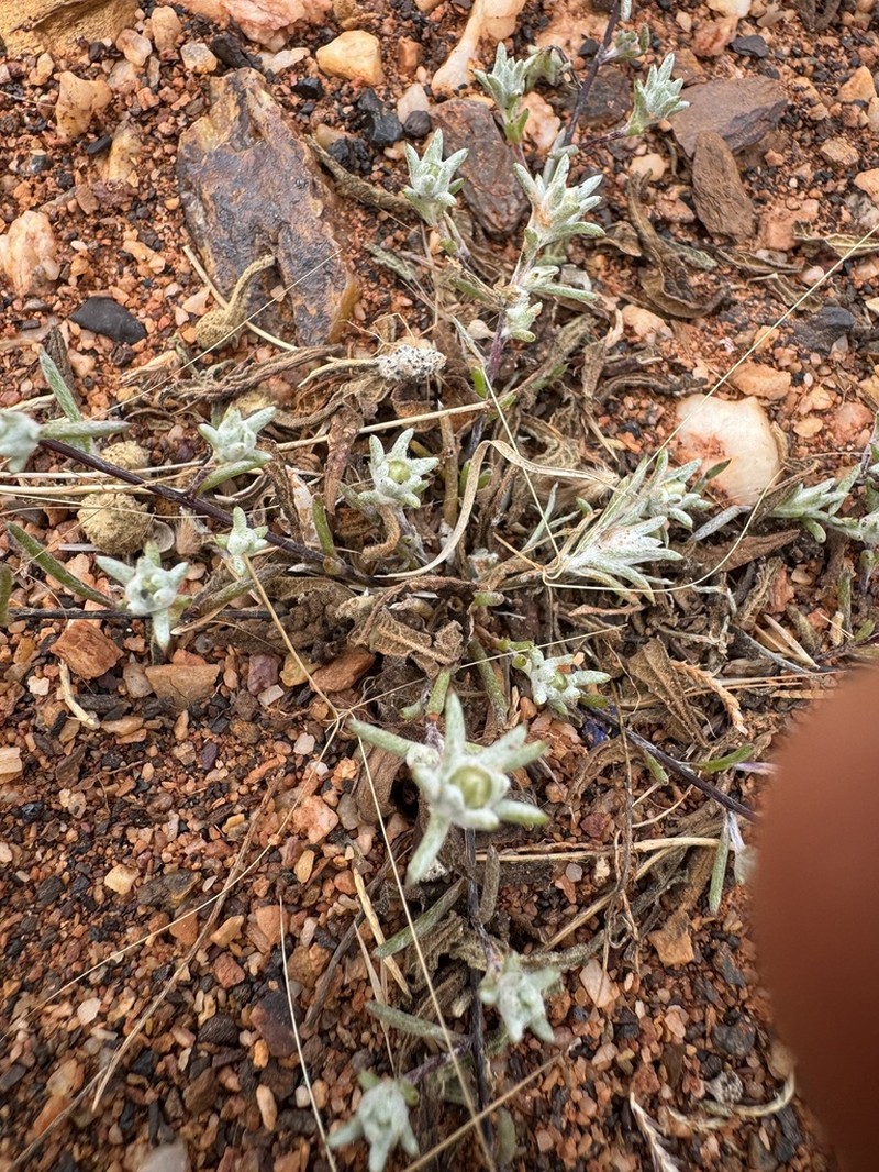 Angianthus cornutus photo 4
