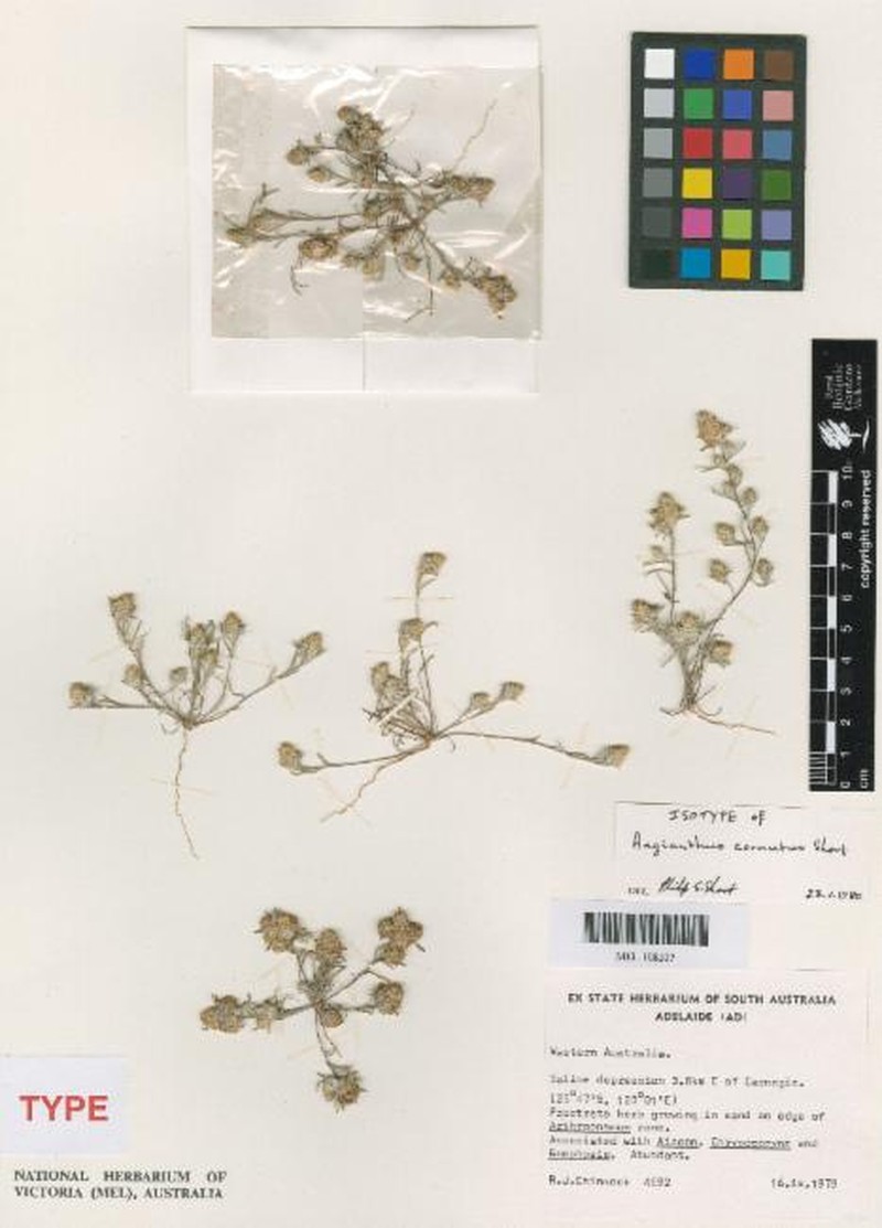 Angianthus cornutus
