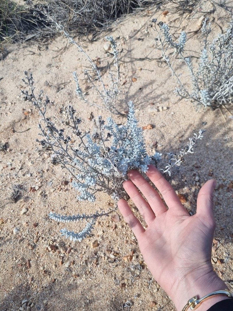 Angianthus cunninghamii photo 2