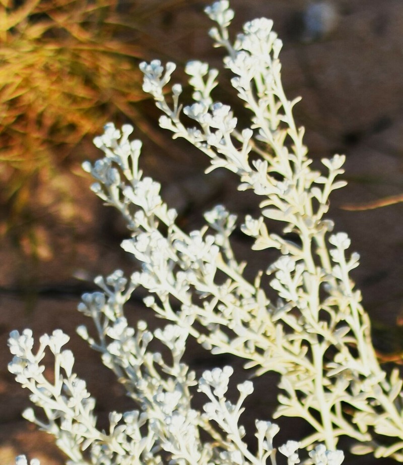 Angianthus cunninghamii photo 4
