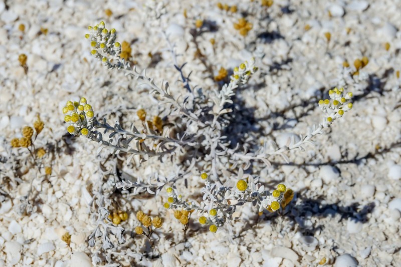 Angianthus cunninghamii photo 5