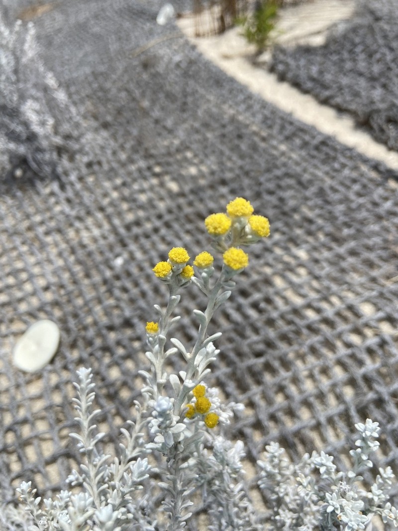 Angianthus cunninghamii photo 6