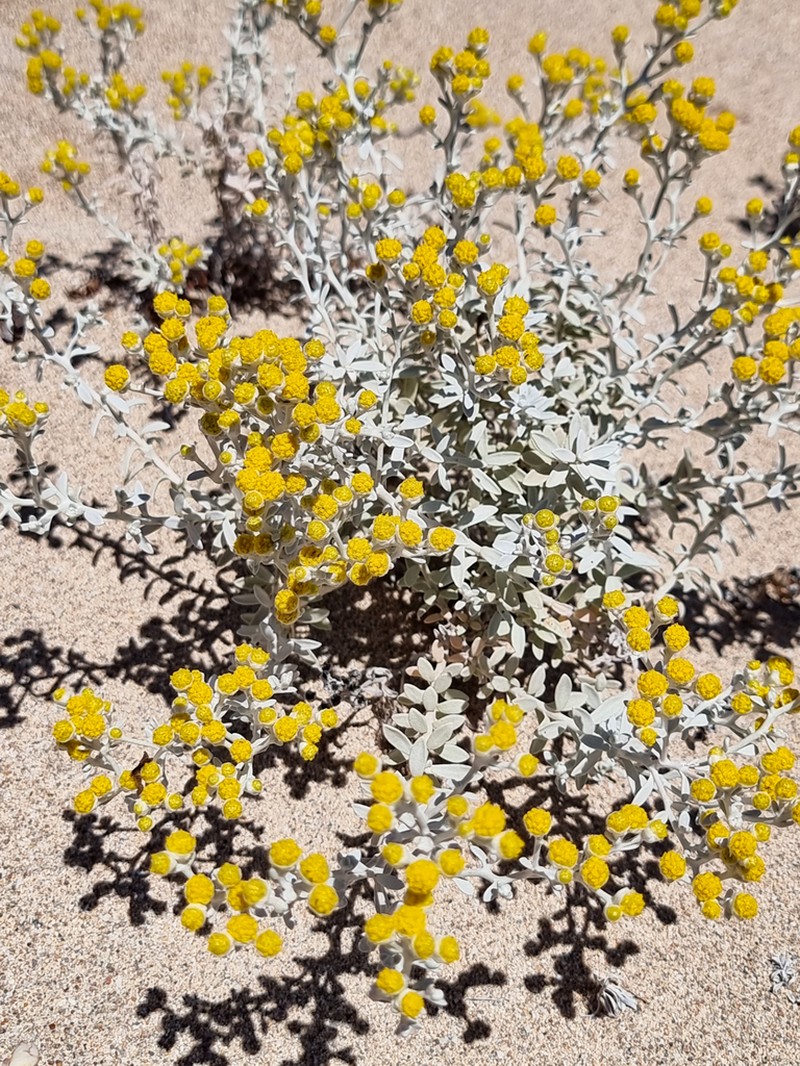Angianthus cunninghamii photo 7