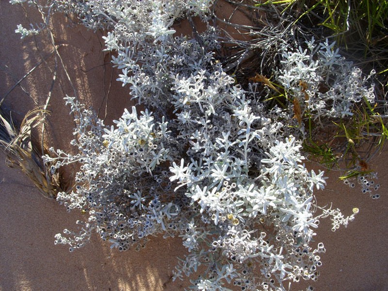 Angianthus cunninghamii