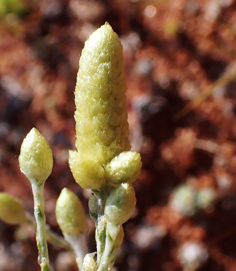 Angianthus cyathifer photo 3
