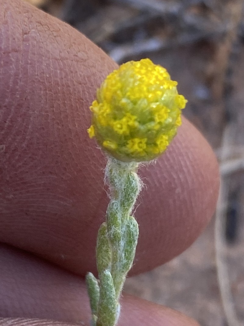 Angianthus cyathifer photo 4