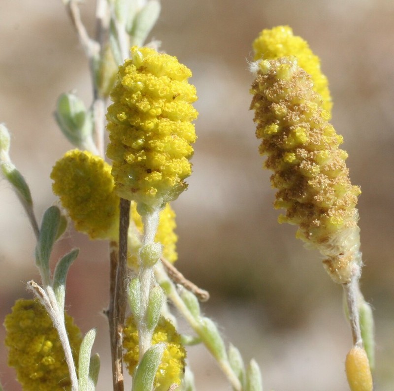 Angianthus cyathifer photo 5