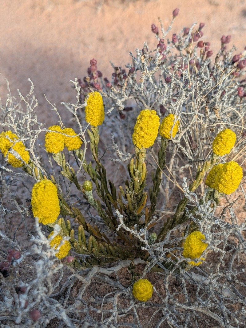 Angianthus cyathifer photo 6