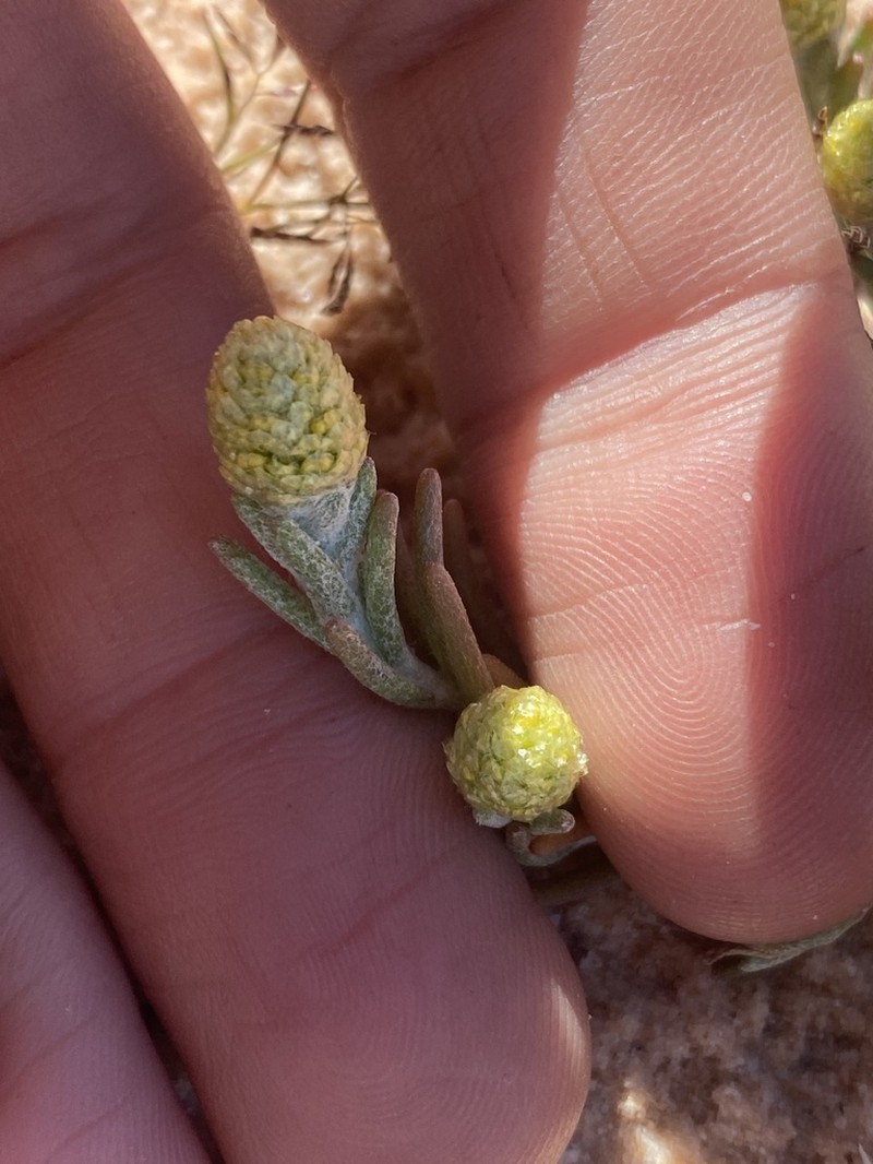 Angianthus cyathifer photo 7