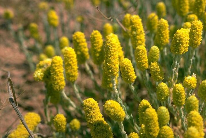 Angianthus cyathifer