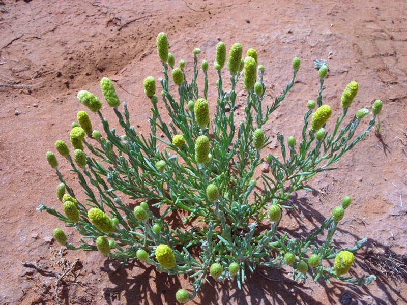 Angianthus cyathifer photo 2