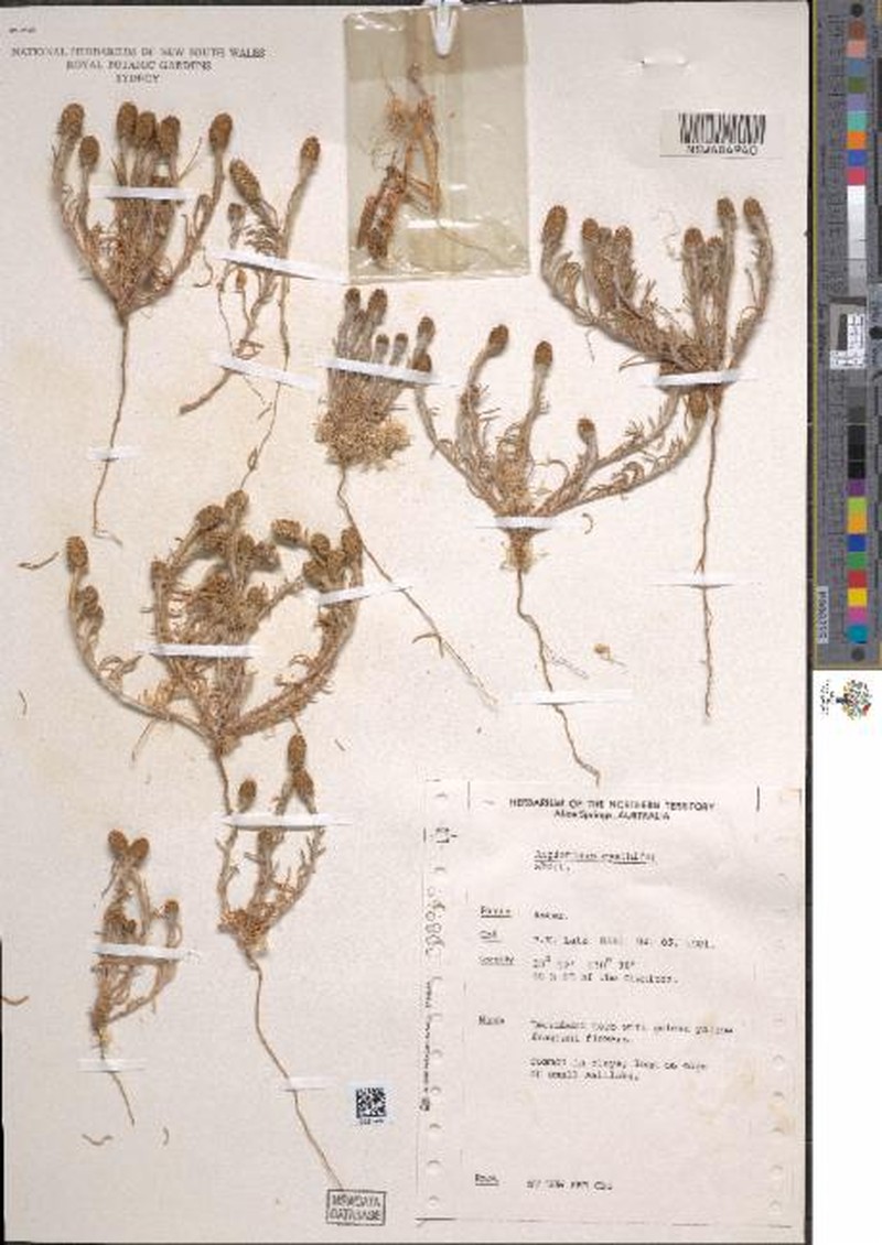 Angianthus cyathifer photo 3