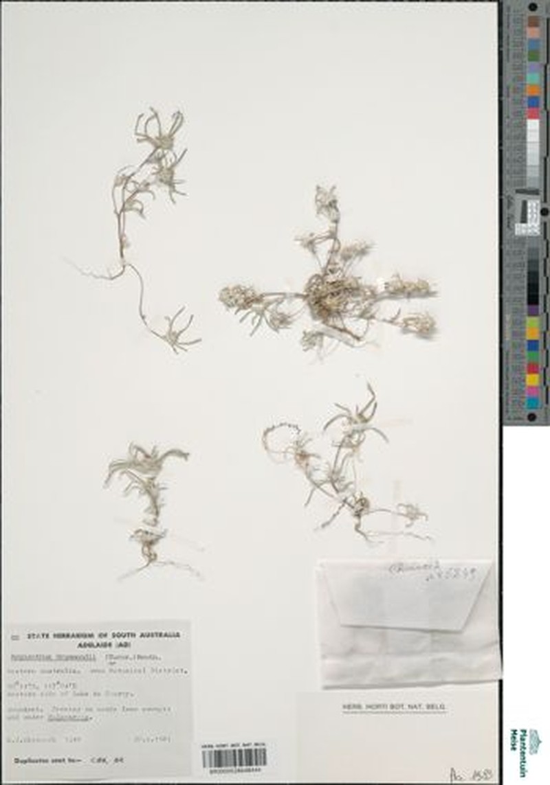 Angianthus drummondii