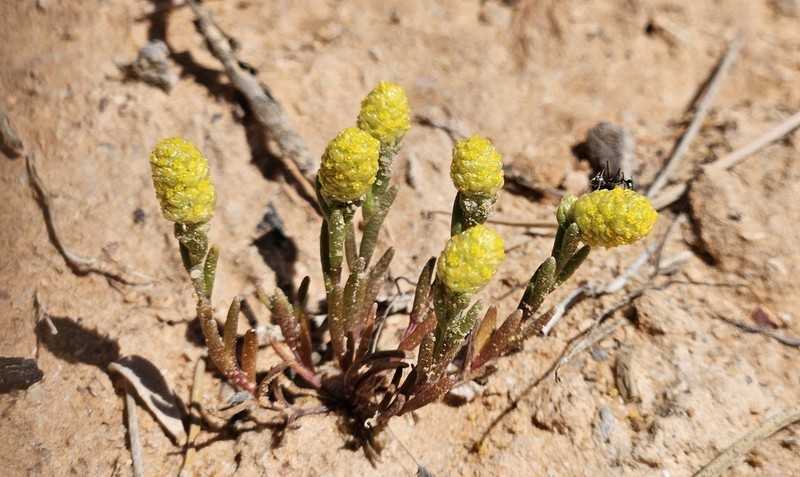 Angianthus glabratus