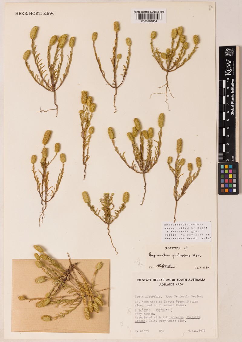 Angianthus glabratus photo 5