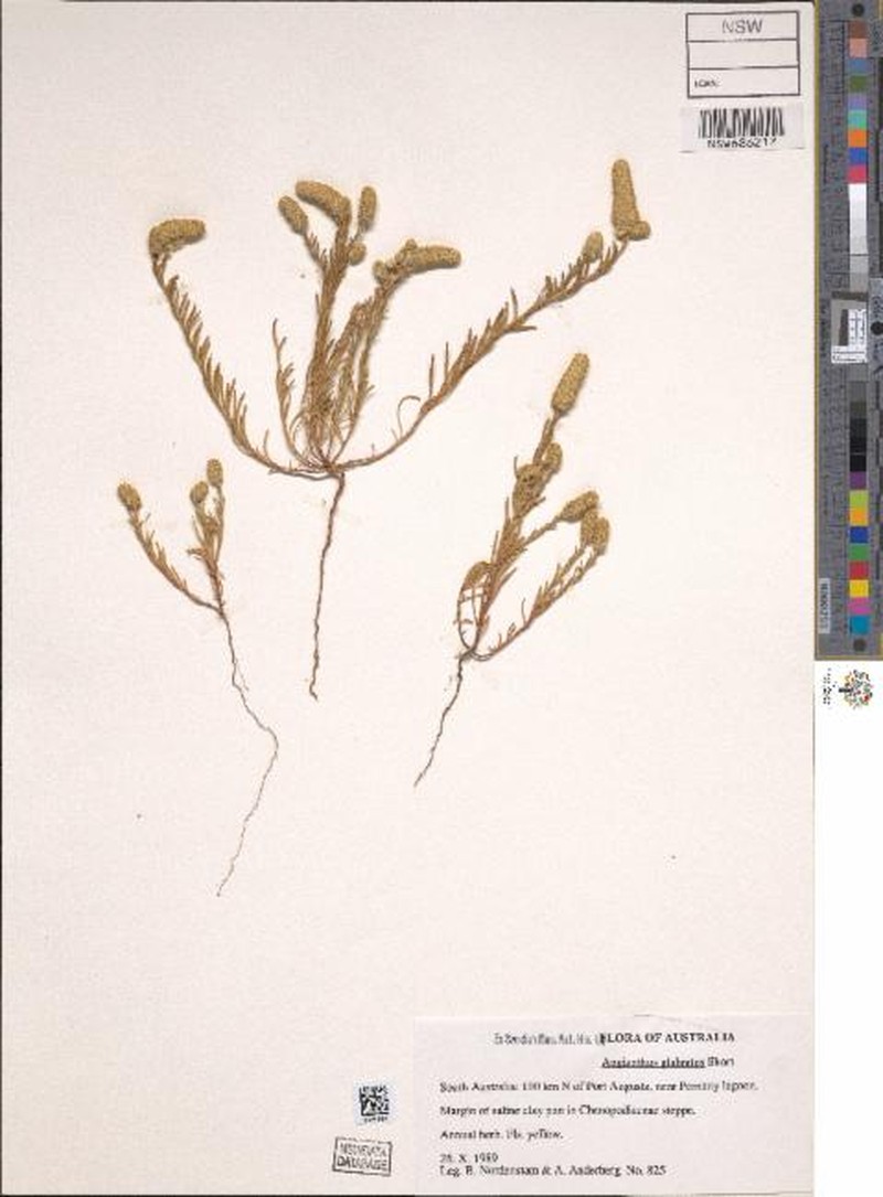 Angianthus glabratus
