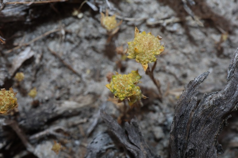 Angianthus halophilus