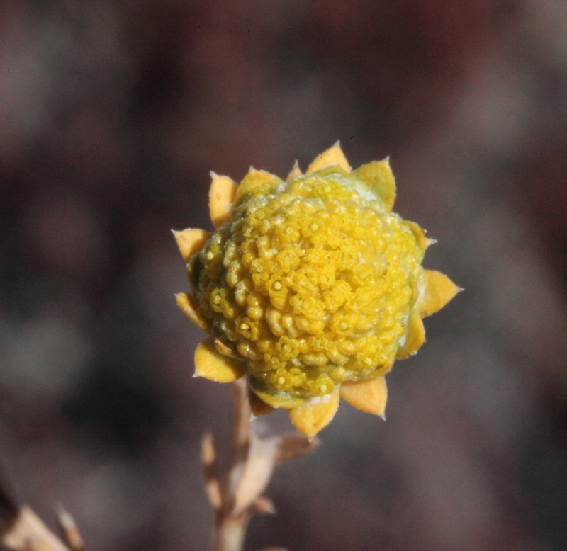 Angianthus halophilus photo 2