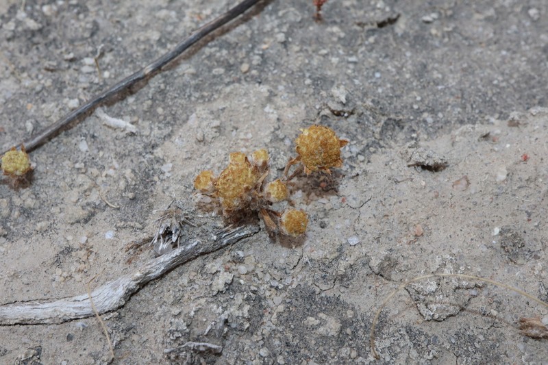 Angianthus halophilus photo 3