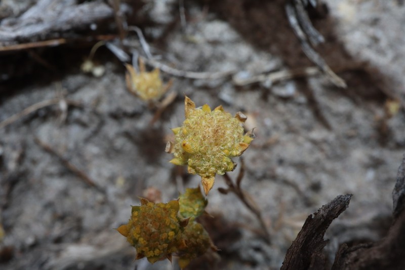 Angianthus halophilus photo 4