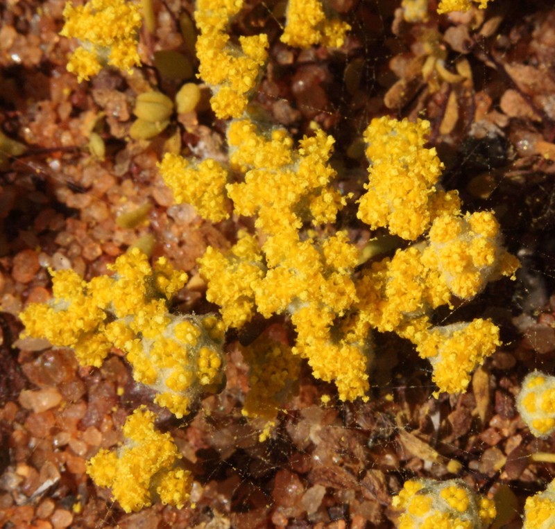 Angianthus microcephalus