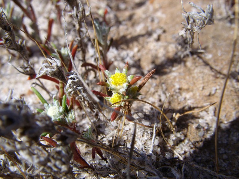 Angianthus micropodioides