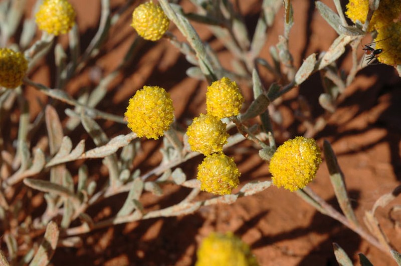 Angianthus milnei