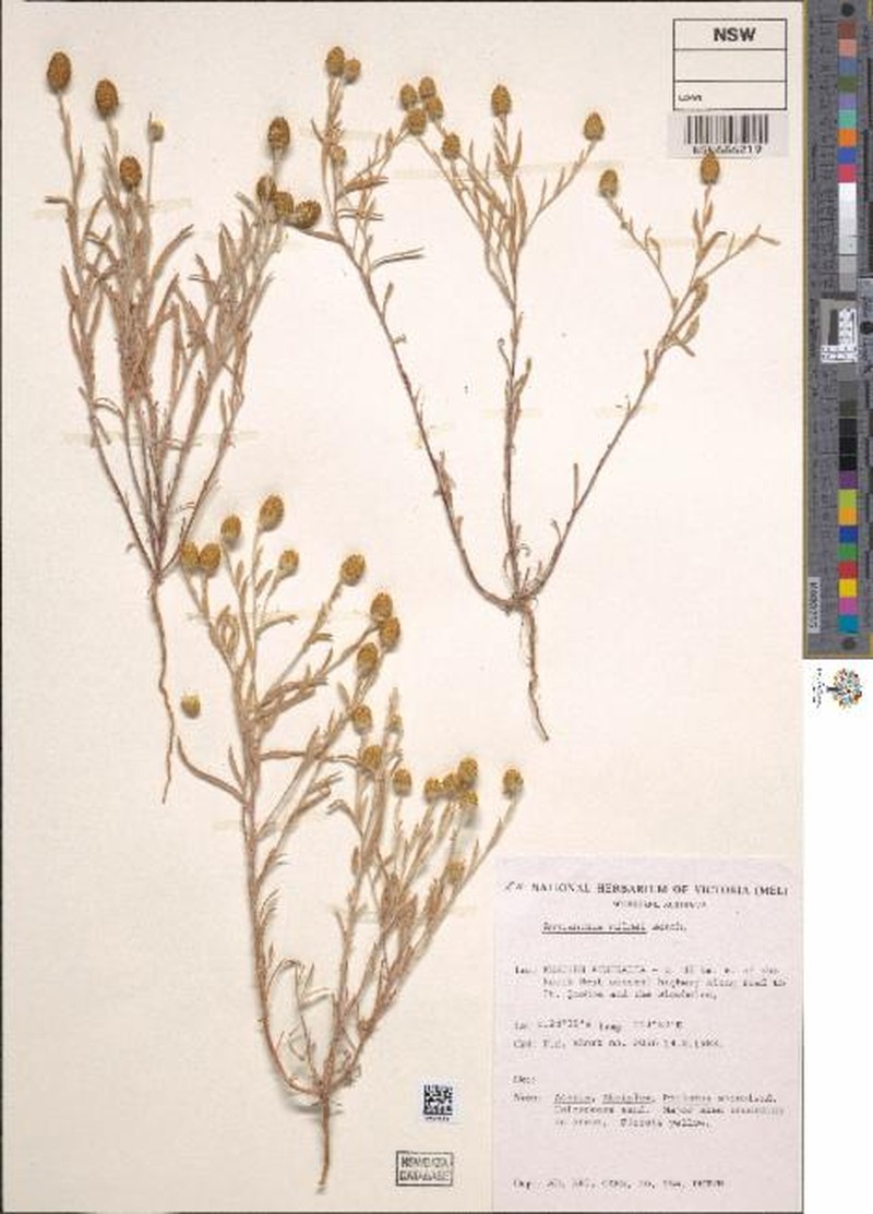 Angianthus milnei photo 3