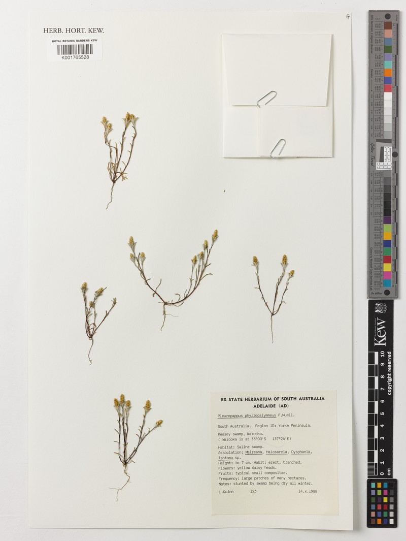 Angianthus phyllocalymmeus photo 4