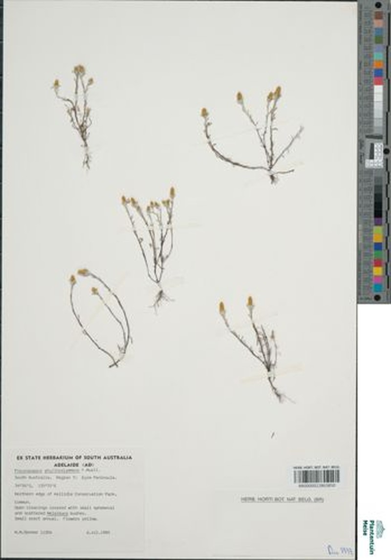 Angianthus phyllocalymmeus photo 2