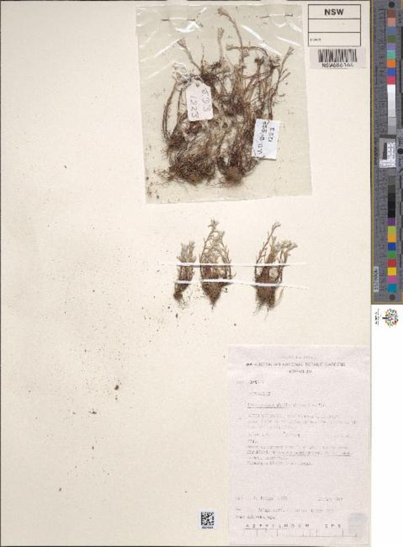 Angianthus phyllocalymmeus photo 3