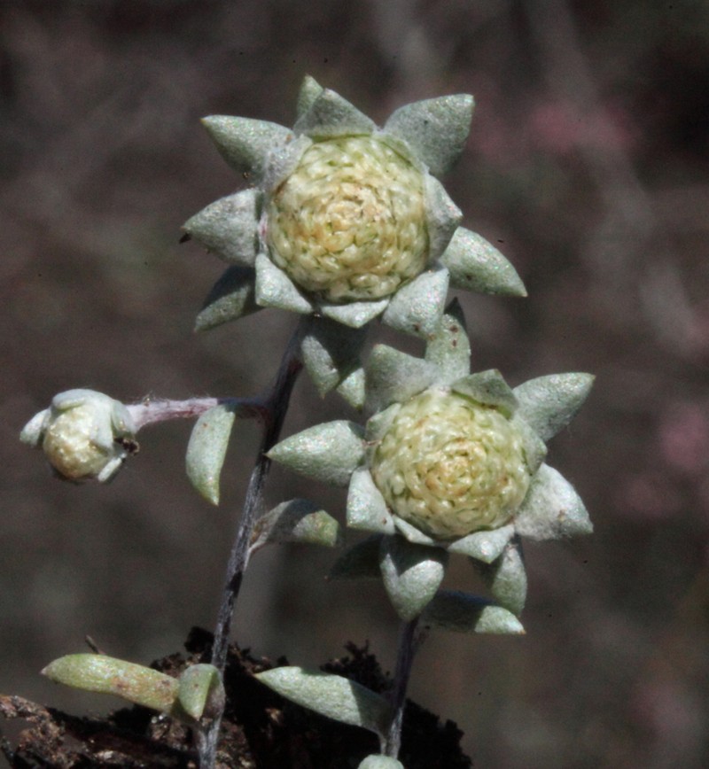 Angianthus platycephalus photo 2