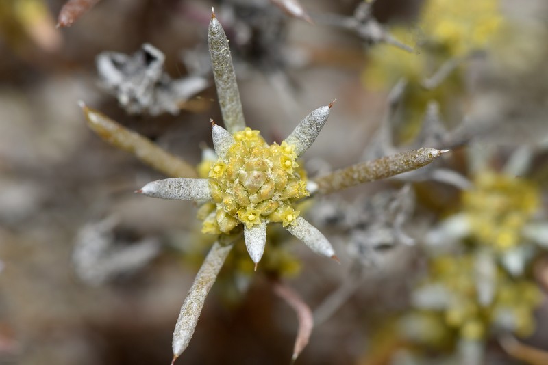 Angianthus platycephalus