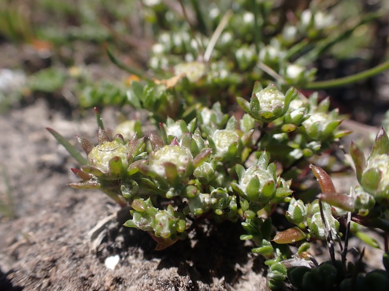 Angianthus preissianus