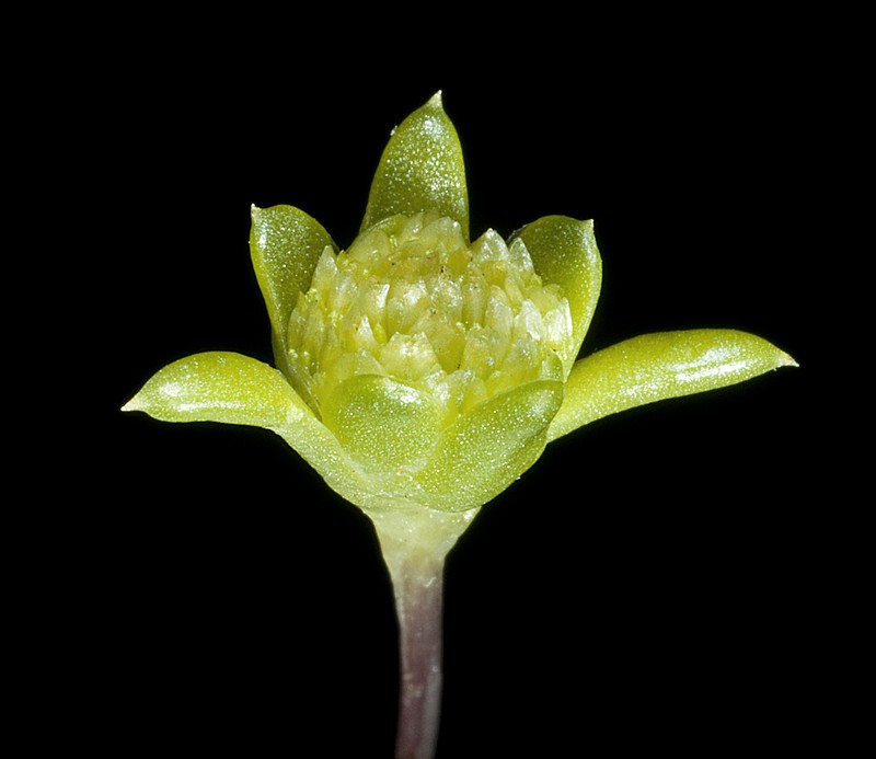 Angianthus preissianus photo 2