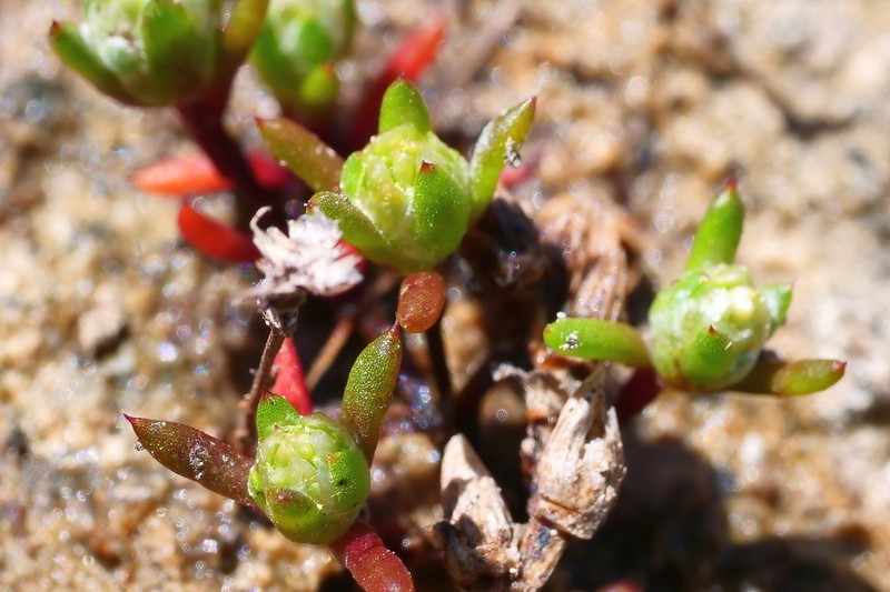 Angianthus preissianus photo 4